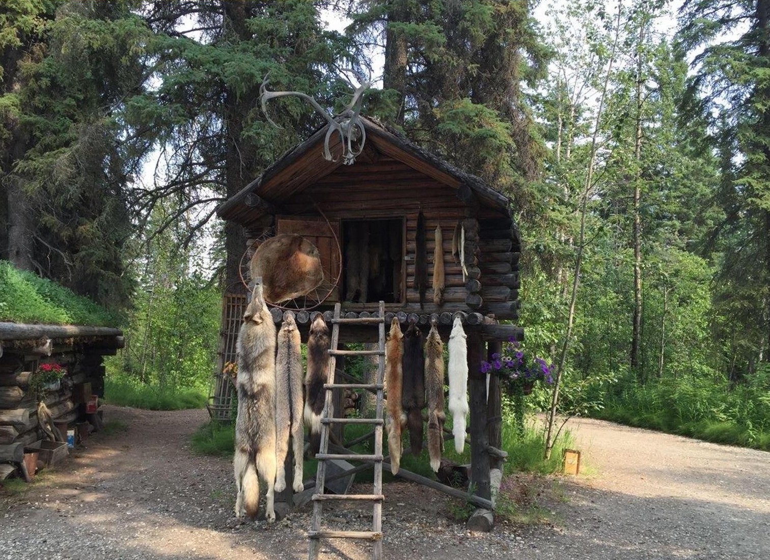 Alaska – Helt ud i ødemarken