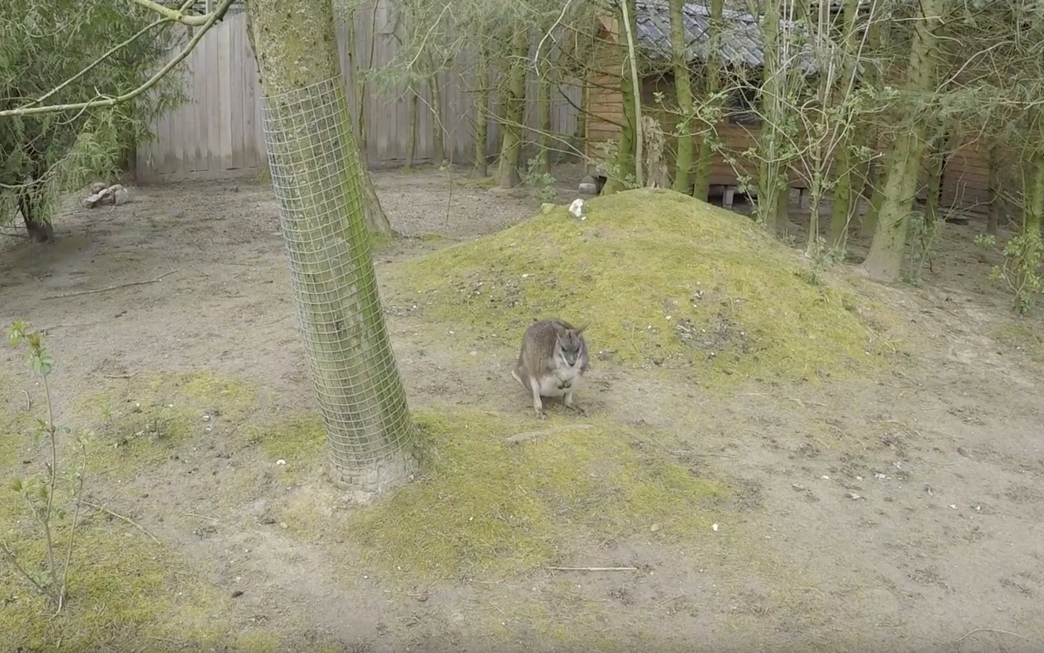 Se TV-indslag: Skærup ZOO er udfordret økonomisk – men kæmper alt hvad de kan