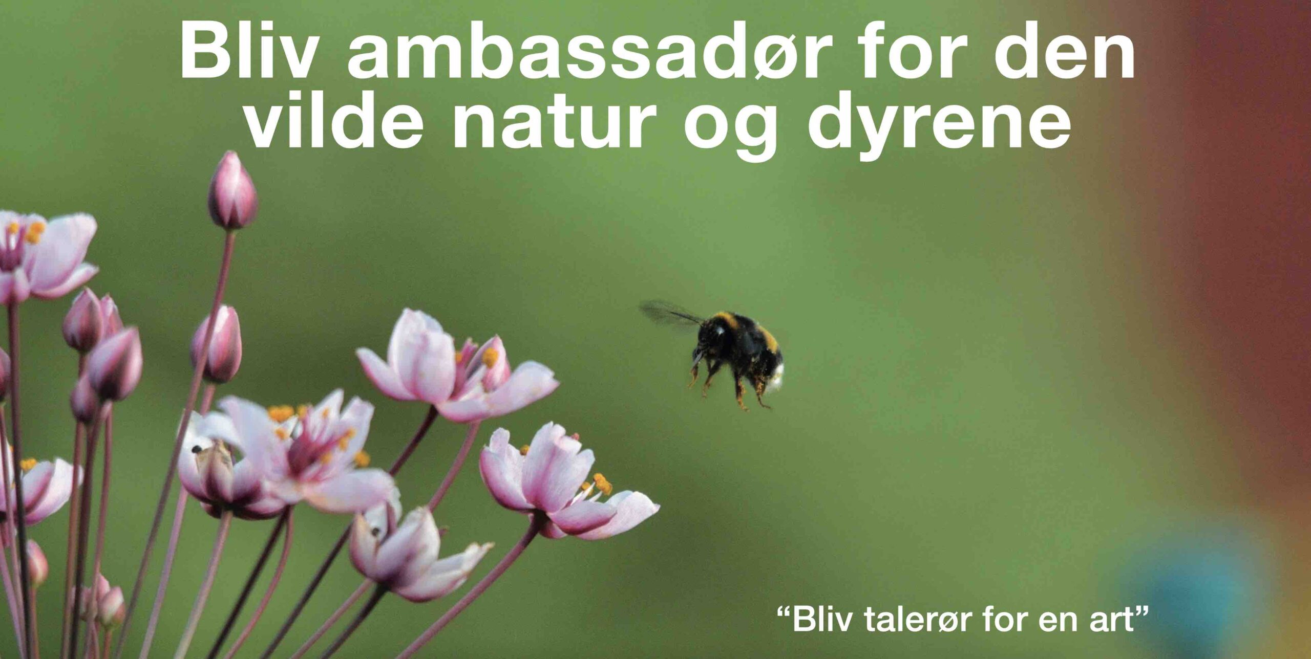 Arternes ambassadører